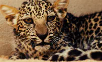 Birth of rare Arabian leopard cub offers hope for species