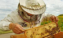 שתי כוורות דבורים יוצבו בכנסת