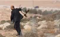 Арабы из ПА корчуют оливковые деревья евреев. Видео