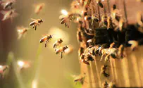דבוראי נעקץ על ידי נחיל דבורים, מצבו קשה