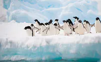 הפינגווינים בדרך למקומות בהם לא היו מעולם