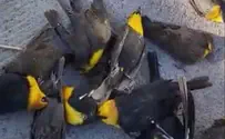 מאות ציפורים נפלו אל מותן בבת אחת - תיעוד