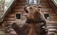 500 pound black bear terrorizes Lake Tahoe neighborhood