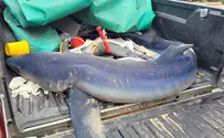 נקבת כריש כחול נפלטה מהים באזור עתלית