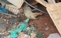 При сносе форпоста в Самарии насмерть раздавлена собака