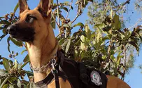 Israel Dog Unit fights agricultural terror in Samaria