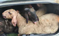 Police officers discover 11 sheep in trunk of vehicle