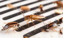 Cockroaches released in New York courtroom