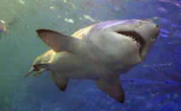 У берегов Эйлата замечена тигровая акула