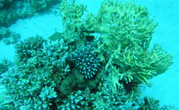 שונית האלמוגים במפרץ אילת מתקשה להשתקם