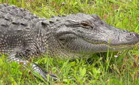 Human body found in jaws of massive alligator