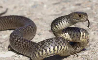 Укушенная змеёй двухлетняя девочка укусила змею – и убила её