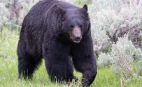 מפחיד: אישה מבוגרת יצאה מביתה ונתקלה בדוב