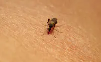 התגלו יתושים נגועים בקדחת מערב הנילוס