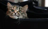 מכונת השיקוף חשפה: חתול חי במזוודה