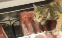 Магазин “Рами Леви”. Кот в витрине для мяса. Видео