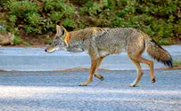 Coyote attacks Israeli toddler in Los Angeles