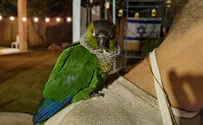 Wounded Parakeet Brings Comfort and Healing to WIA Soldiers