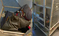 One-year-old boy found living in a cage in northern Israel