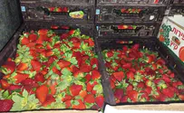 סוכלה הברחת תותים ממקור פלסטיני לישראל