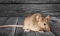 "עכברושים ועכברים ברחבי בני ברק"