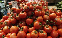 Israeli researchers develop drought-resistant tomatoes