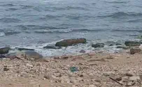 Тюлениха Юлия замечена на пляже в Ха-Шароне