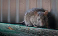 חדש בניו יורק: "סיורי עכברושים"