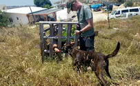 Israel Dog Unit trains canine operators from across Israel 