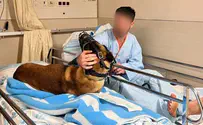 Видео с камеры GoPro собаки, раненой в Дженине