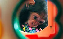 Chimp caged entire life awed by first time seeing the sun