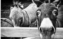 Balak: Learning mussar from a donkey