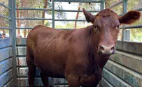 History in the making: Pure red heifer brought to Israel
