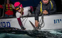 U of Haifa gets grant to track shark movements in Mediterranean