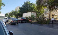 אשדוד: העץ קרס על הכביש; הנהגת ניצלה בנס