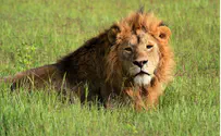 Parashat Vayechi: Judah lies down like a lion