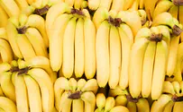 מצאו מעל 600 ק"ג סמים - בבננות במרכול