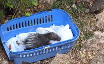 Porcupine found in the Knesset returned to the wild