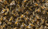 כש-5 מיליון דבורים נופלות ממשאית