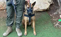 Security dog captures five illegal infiltrators