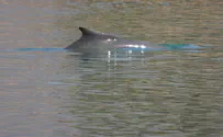 Горбатый дельфин вернулся в Эйлатский залив 