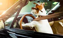 דו"ח על מהירות - לכלב מאחורי ההגה