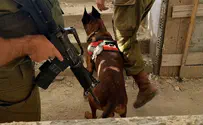 IDU dogs search for victims and terorrists after Hamas massacre