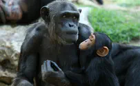 קופים זוכרים פרצופים יותר מחצי יובל