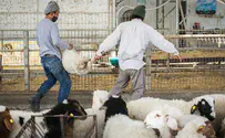 Stolen sheep located in Bedouin encampment
