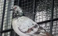 באשמת ריגול: ציפור נשלחה למעצר