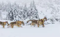 הזאבים בצ'רנוביל פיתחו עמידות לסרטן
