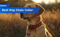Best Dog Chain Collar of 2024
