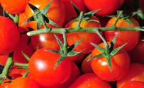 עגבניות שרי פיתוח ישראלי? לא מדויק