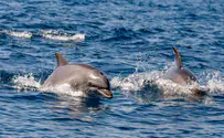 נמצאה השפעה של רעשי ספינות על דולפינים